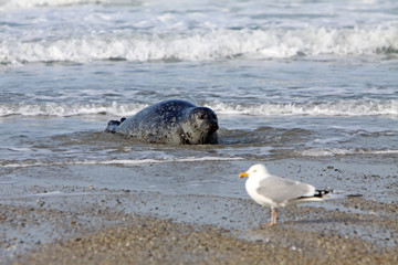 Kegelrobbe auf Helgoland