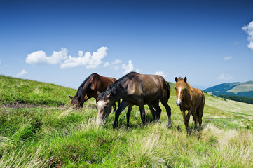 horse