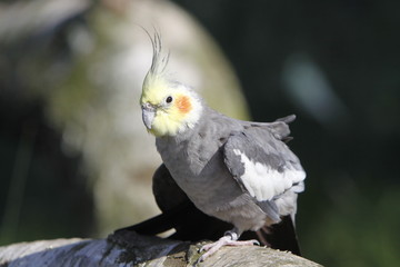 Grauer Nymphensittich