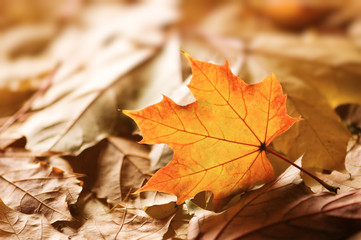 maple