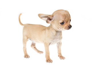 Funny puppy Chihuahua poses on a white background