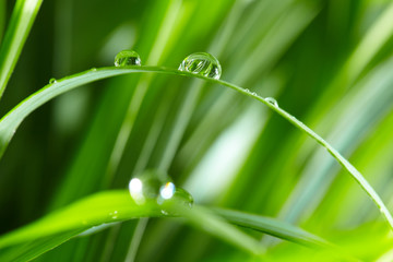 water drops on the green grass