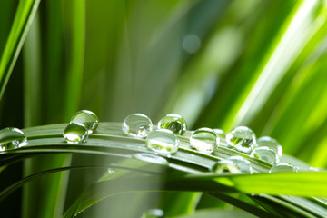 Panele Szklane  krople wody na zielonej trawie