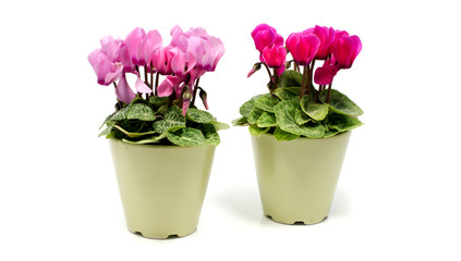 green pots with flowers