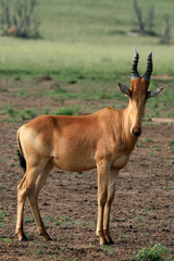 Hartebeest, Uganda, Africa
