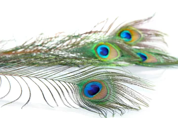 Fotobehang Peacock feathers on white background © Africa Studio