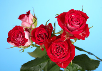 Beautiful vinous roses on blue background close-up