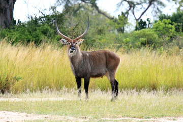 Water Buck - Uganda, Africa