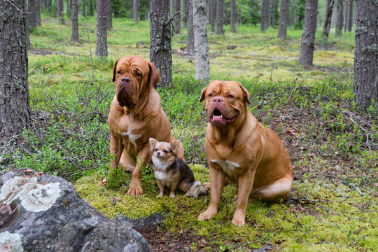 Group of dogs in the forest