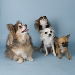 chihuahua on blue background