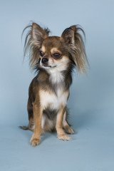 chihuahua on blue background