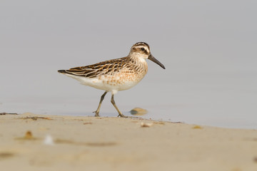 Broad-billed Sandpiper