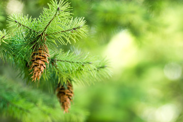 Pine cone on a Christmas tree