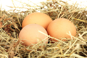 brown eggs in a nest of hay on white background close-up
