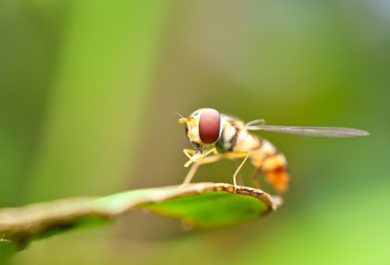 macro of hoverfly on leaf
