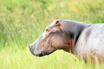 Hippo - Murchison Falls NP, Uganda, Africa