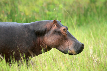 Hippo - Murchison Falls NP, Uganda, Africa