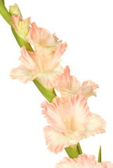 branch of pale pink gladiolus on white background close-up