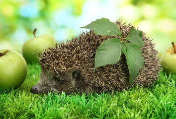 Hedgehog with leaf and apples, on grass,  on fence background