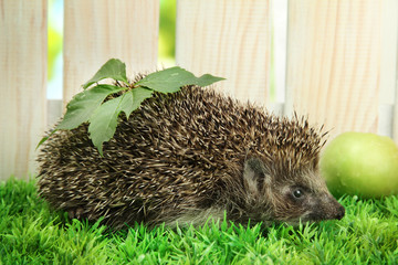 Hedgehog with leaf and apple, on grass,  on fence background