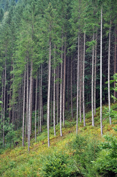 Fototapeta Green spruce, fir forest