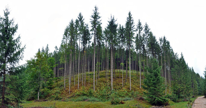 Fototapeta Green spruce, fir forest