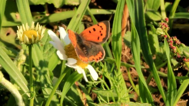 butterfly Small Copper