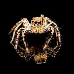 Male Plexippus Petersi jumping spider