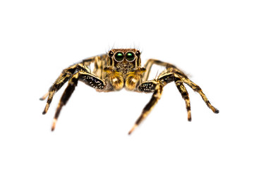 Isolated male Plexippus Petersi jumping spider
