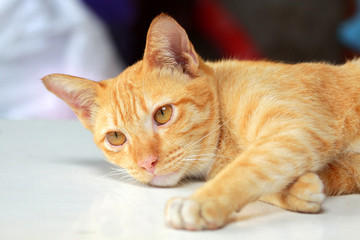 brown cat looking something