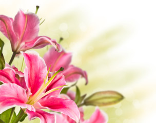 Fototapeta na wymiar blooming pink lily flower