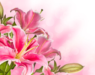 Obraz na płótnie Canvas blooming pink lily flower