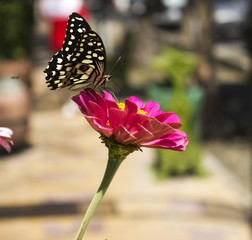 A black and white butterfly on a flower