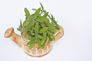 Salbei