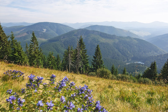 Beautiful blue flowers on a background of lake Synevir in the Ca