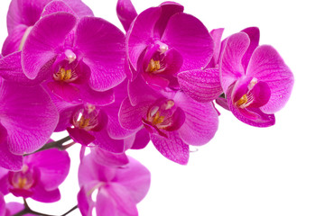 Obraz na płótnie Canvas kwiaty orchidei