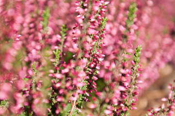 Nature background with Purple Heather .