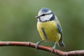 Blue tit sitting on a branch looking to the left