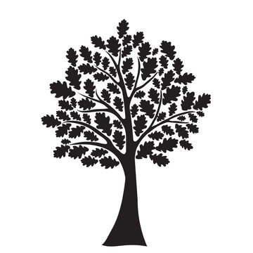 black oak tree, stylized, vector for design