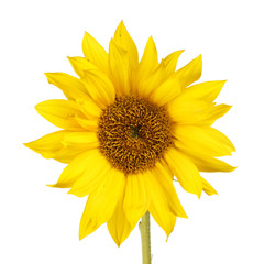 Single sunflower