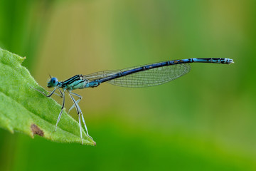 Blue Featherleg damselfly
