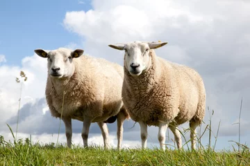 Selbstklebende Fototapeten two sheep in the grass © ahavelaar