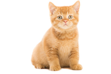 red British kitten sitting on isolated white