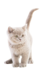 purple British kitten on isolated white