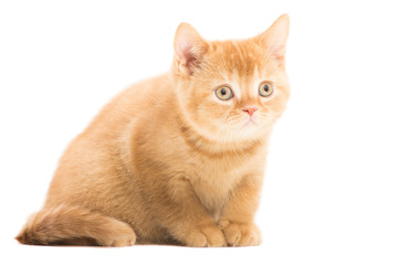 red British kitten sitting on isolated white