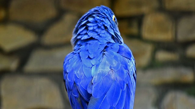 hyacinth macaw