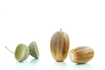 acorns