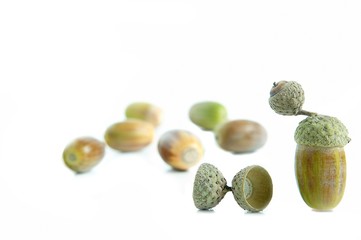 acorns
