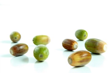 acorns