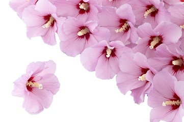 Obraz na płótnie Canvas hibiscus flower